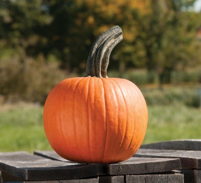 Pumpkin Candy 